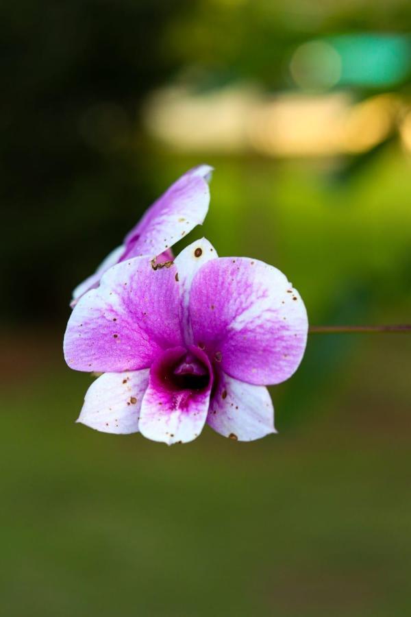 Recanto Dos Beija Flores, Chale Bougainville Monte Alegre do Sul Extérieur photo